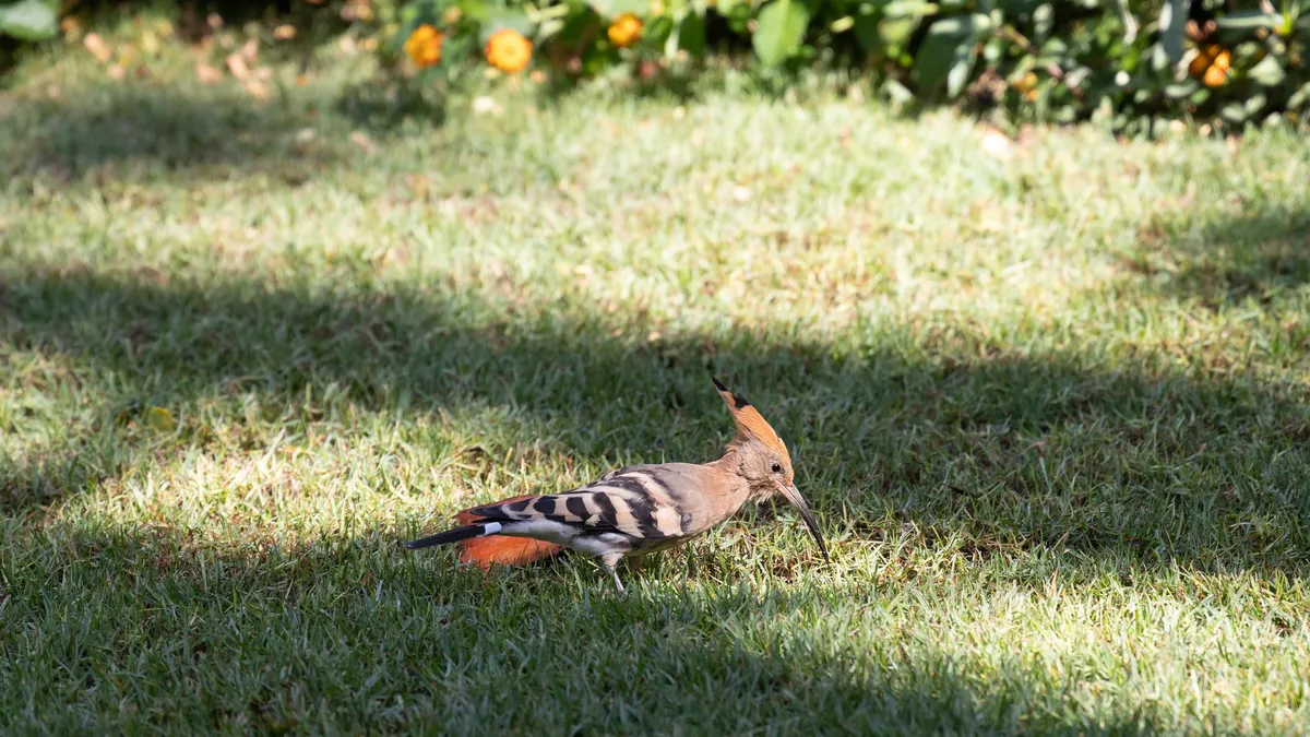 Hoopoe on a lawn, Luxor, Egypt — Nicolas Marincic
