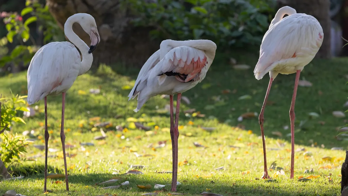 Three greater flamingos on a lawn, Luxor, Egypt — Nicolas Marincic