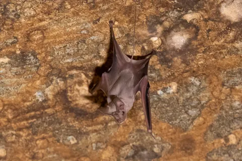 Bat roosting on the temple ceiling, Edfu, Egypt — Nicolas Marincic
