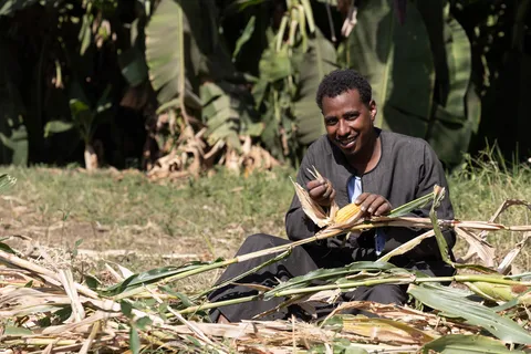 Farmer husking maize in the fields, Egypt — Nicolas Marincic