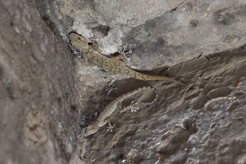 Gecko camouflaged on rock, Gebel el-Silsila, Egypt — Nicolas Marincic