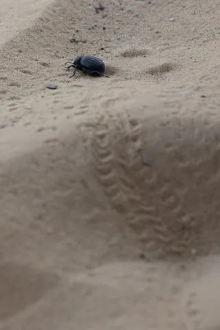 Darkling beetle and its tracks in the sand, Egypt — Nicolas Marincic