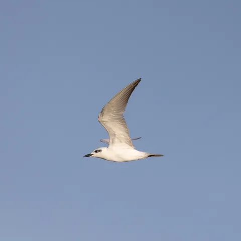 Gull-billed tern in flight, Egypt — Nicolas Marincic