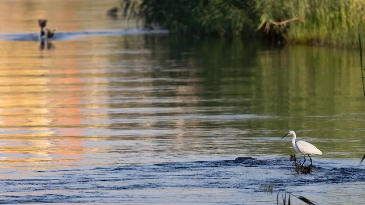 Little egret fishing in golden water, Aswan, Egypt — Nicolas Marincic