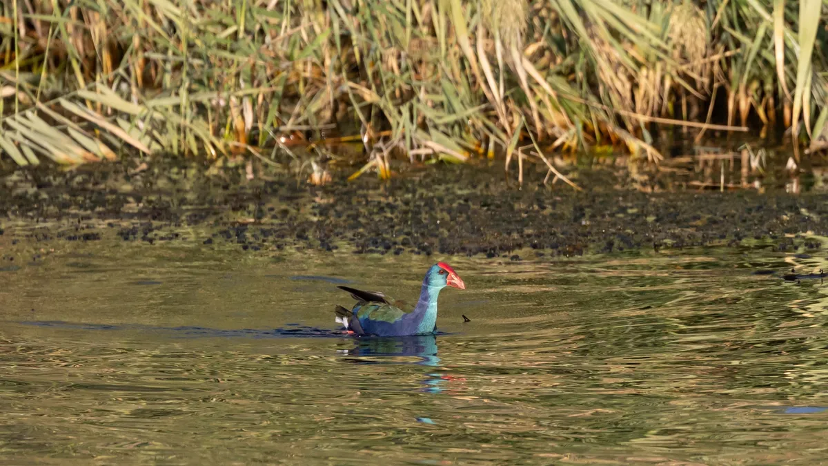 Purple swamphen by the reeds, Aswan, Egypt — Nicolas Marincic
