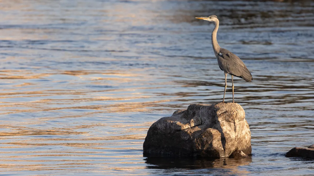 Grey heron on a rock in golden light, Aswan, Egypt — Nicolas Marincic