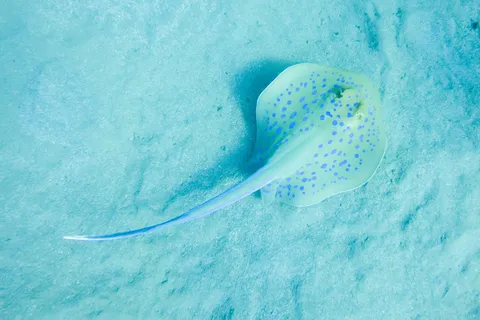 Bluespotted ribbontail ray, Red Sea, Egypt — Nicolas Marincic