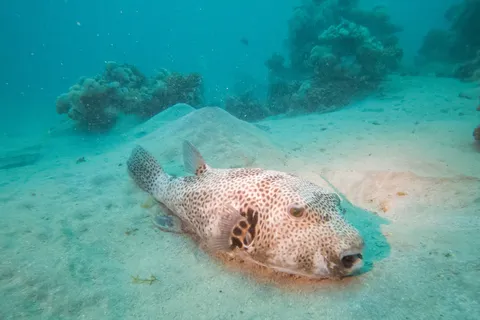 Pufferfish on the sand, Red Sea, Egypt — Nicolas Marincic