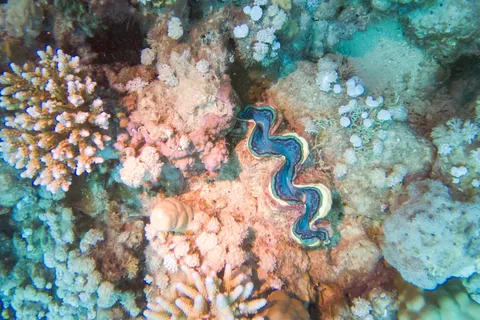 Giant clam among corals, Red Sea, Egypt — Nicolas Marincic