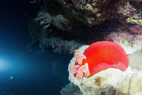Spanish dancer nudibranch in a cave, Red Sea, Egypt — Nicolas Marincic