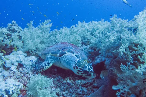 Hawksbill turtle among soft corals, Red Sea, Egypt — Nicolas Marincic