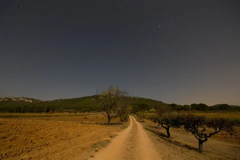 Moonlit track and almond trees under the stars, France — Nicolas Marincic