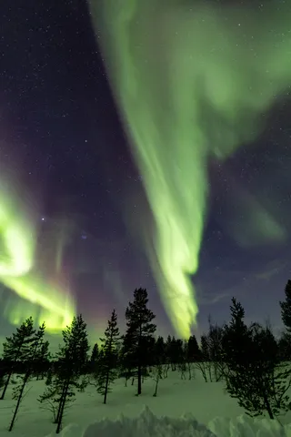 Aurore verticale au-dessus des pins, Finlande — Nicolas Marincic