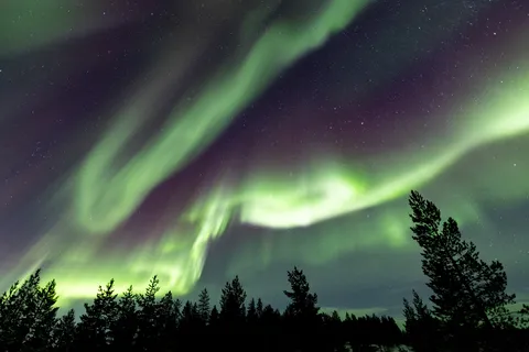 Arcs d’aurore au-dessus des silhouettes de pins, Finlande — Nicolas Marincic