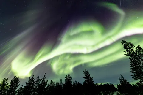 Volutes d’aurore au-dessus des pins, Finlande — Nicolas Marincic
