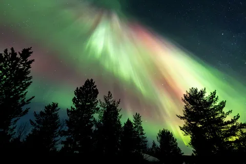 Explosion d’aurore au-dessus de la lisière de pins, Finlande — Nicolas Marincic