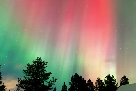 Rideaux d’aurore rouge et verte au-dessus des pins, Finlande — Nicolas Marincic