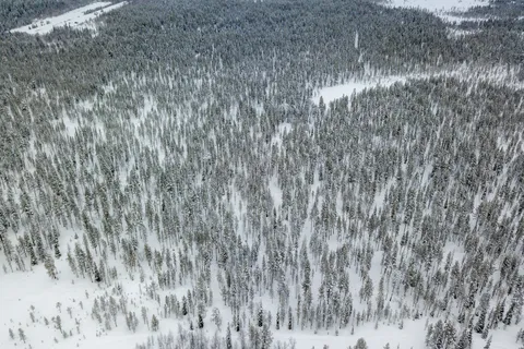 Forêt de conifères sous la neige vue du ciel, Finlande — Nicolas Marincic