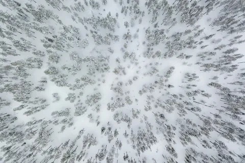 Forêt enneigée vue du ciel, Finlande — Nicolas Marincic