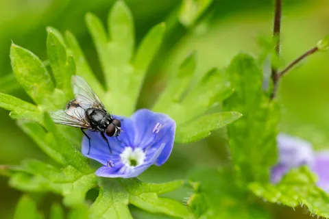 Fly on a speedwell flower, France — Nicolas Marincic