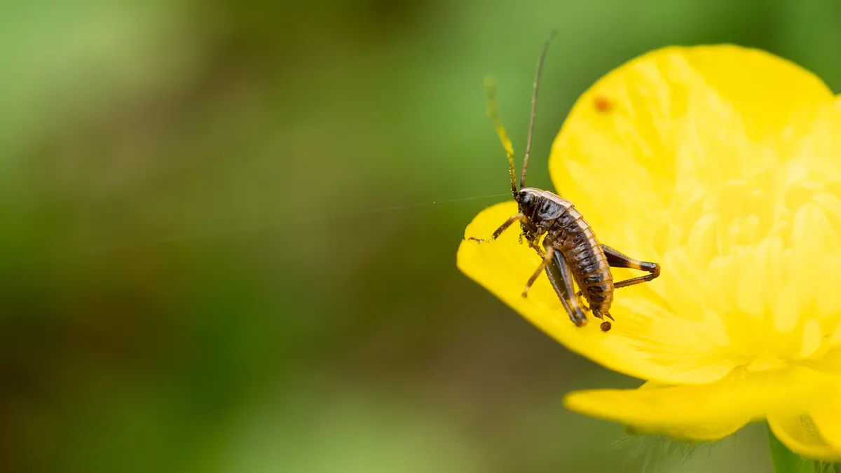 Bush-cricket nymph on a buttercup, France — Nicolas Marincic