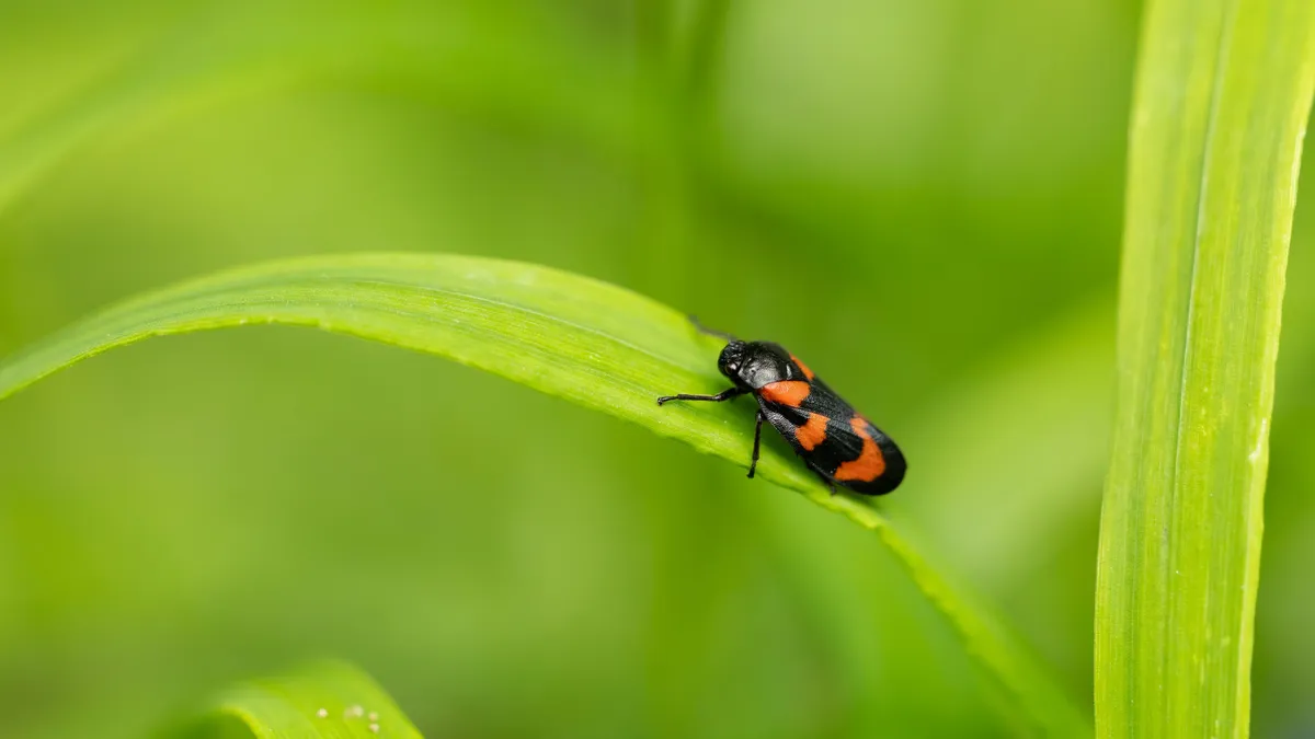 Red-and-black froghopper on a blade of grass, France — Nicolas Marincic