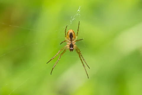 Orb spider suspended against soft green, France — Nicolas Marincic