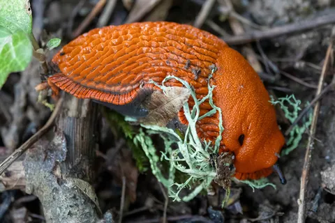 Bright orange slug on lichen, France — Nicolas Marincic