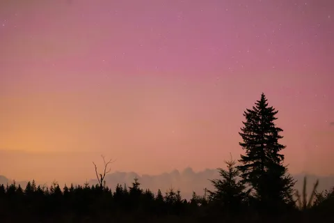 Aurore boréale rose au-dessus d’un sapin, tempête de mai 2024, France — Nicolas Marincic