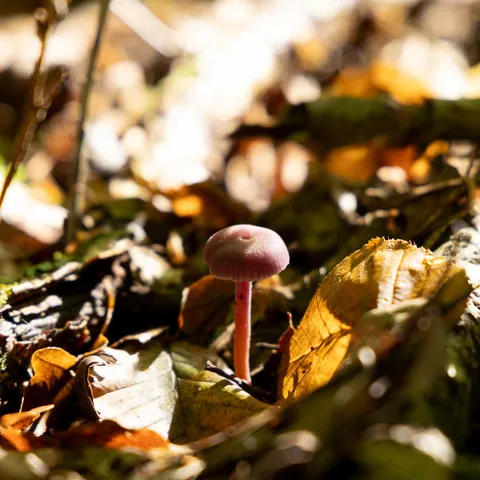 Small mushroom among sunlit autumn leaves, France — Nicolas Marincic