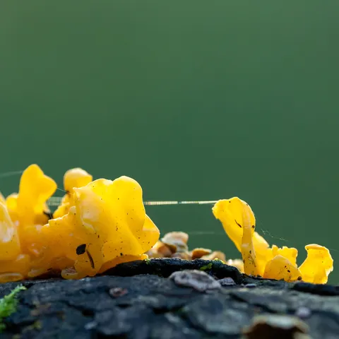Yellow brain fungus on a log, France — Nicolas Marincic
