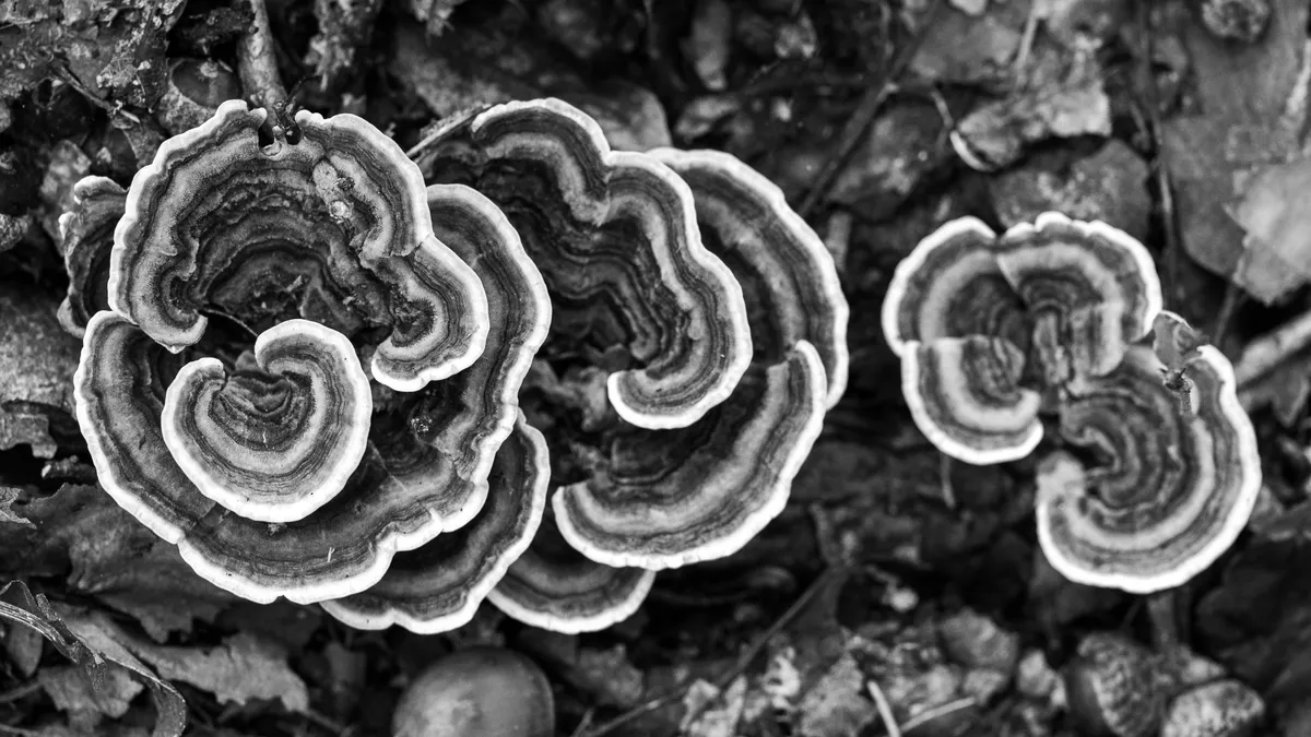 Turkey-tail fungus rosettes in black and white, France — Nicolas Marincic