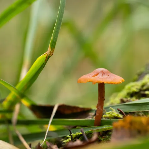 Little orange mushroom in the grass, France — Nicolas Marincic