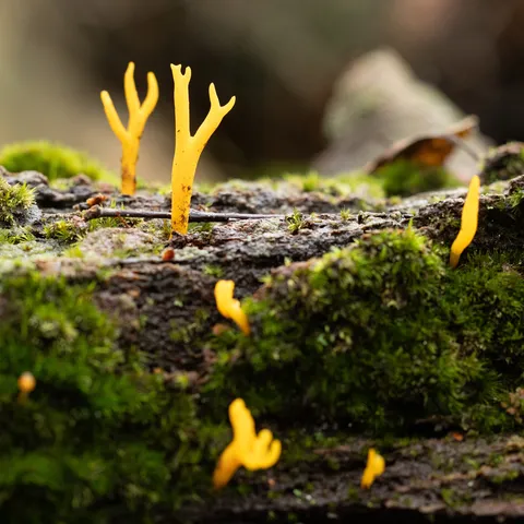 Yellow stagshorn fungus on a mossy log, France — Nicolas Marincic