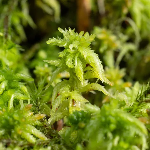 Moss fronds in close-up, France — Nicolas Marincic