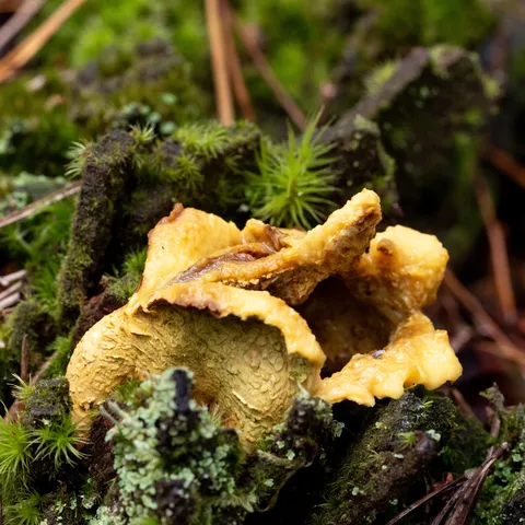 Ruffled yellow fungus among moss, France — Nicolas Marincic