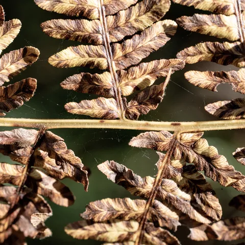 Backlit autumn fern frond, France — Nicolas Marincic