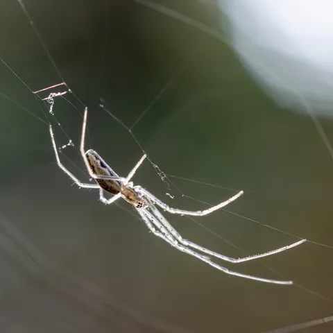 Long-jawed spider in its web, France — Nicolas Marincic