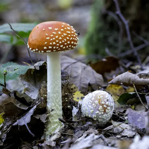 Young fly agarics in leaf litter, France — Nicolas Marincic