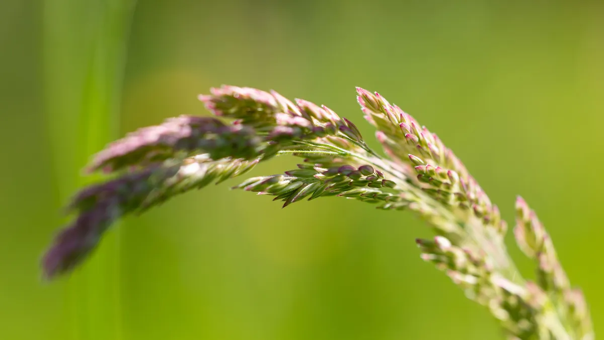 Flowering grass head against soft green, France — Nicolas Marincic