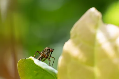 Crane fly on a leaf, France — Nicolas Marincic