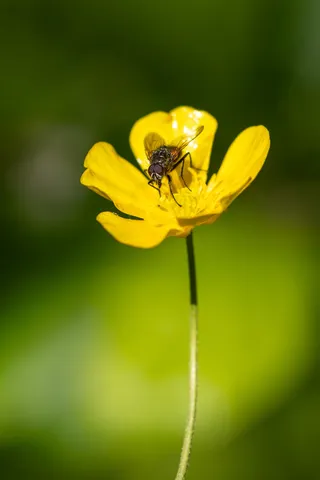 Fly on a buttercup, France — Nicolas Marincic