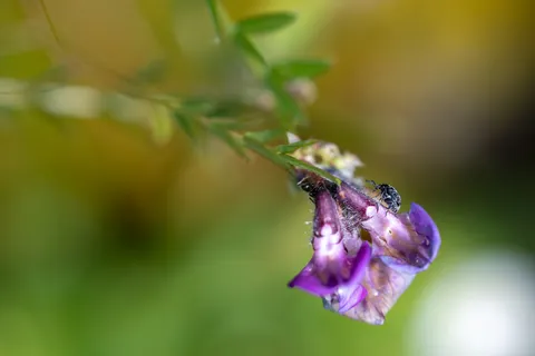 Bee on a purple vetch flower, France — Nicolas Marincic