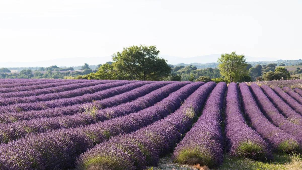 Rangs de lavande en fleurs, France — Nicolas Marincic