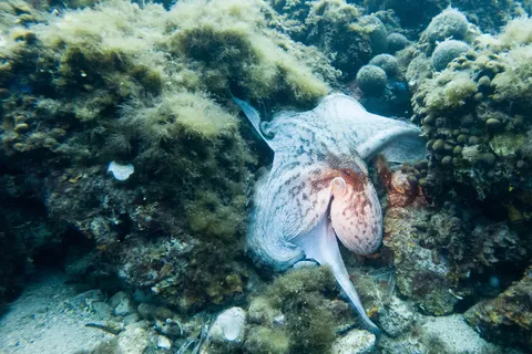 Octopus on a rocky seabed, France — Nicolas Marincic