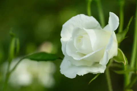 White rose, Giverny, France — Nicolas Marincic