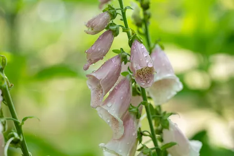 Pink foxglove, Giverny, France — Nicolas Marincic