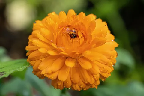 Ladybird in an orange calendula, Giverny, France — Nicolas Marincic