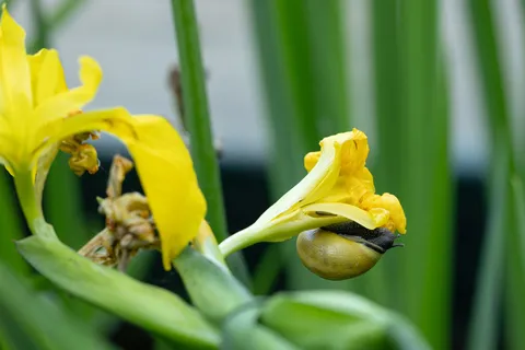 Snail on a yellow iris, Giverny, France — Nicolas Marincic