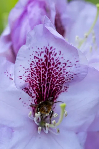 Bee inside a rhododendron flower, Giverny, France — Nicolas Marincic